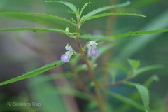 Impatiens mysorensis